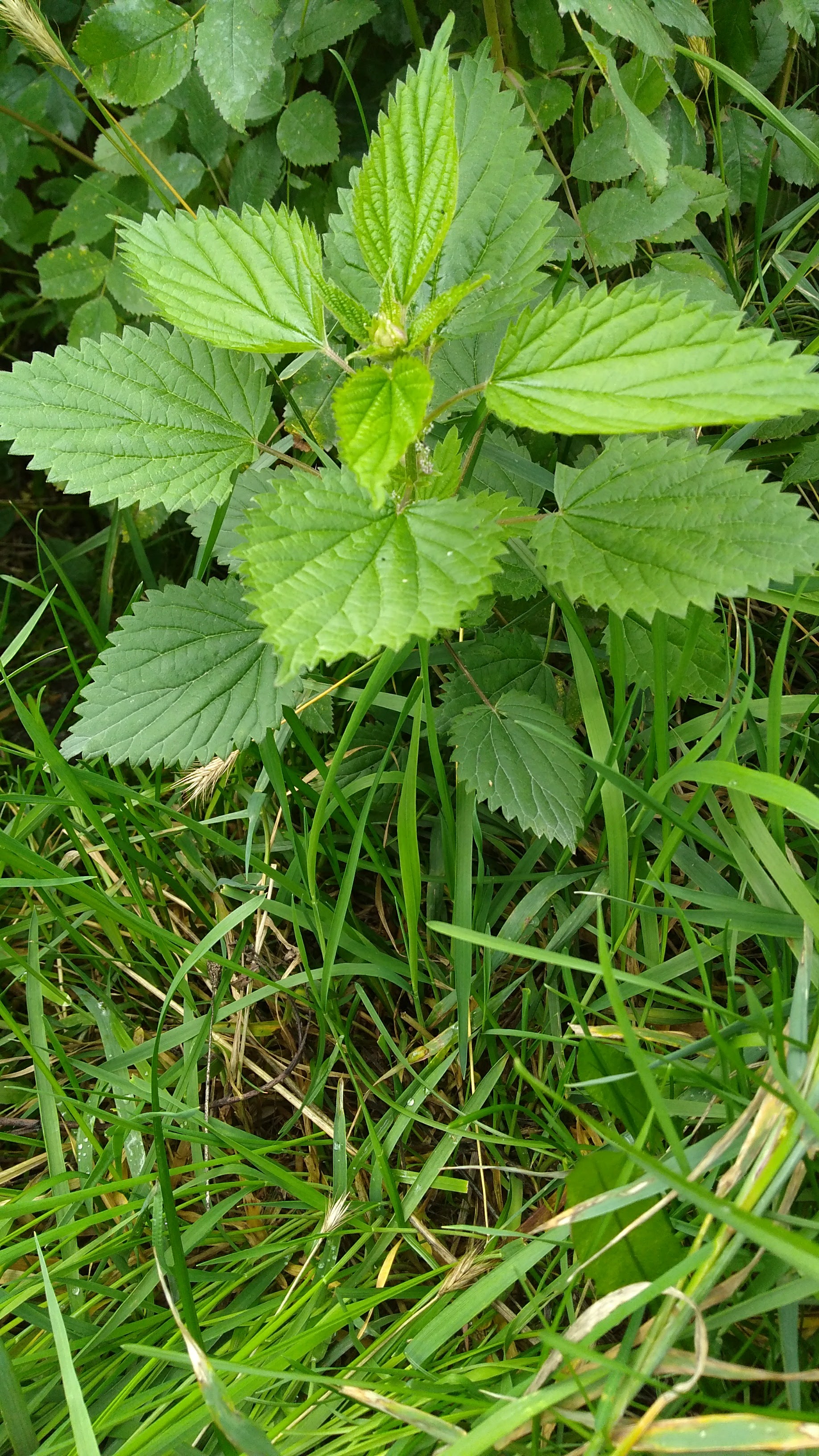 Collect nettle in fall