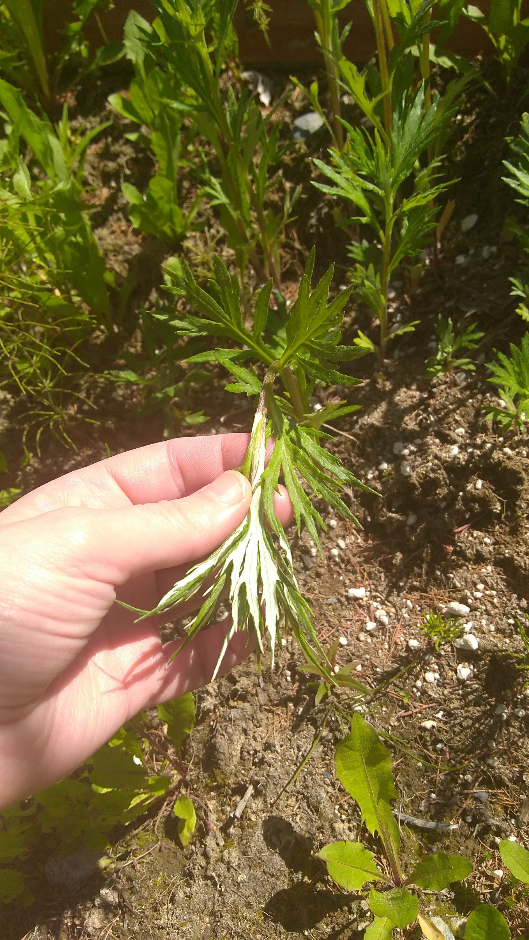 hecate-s-garden-herblore-wormwood