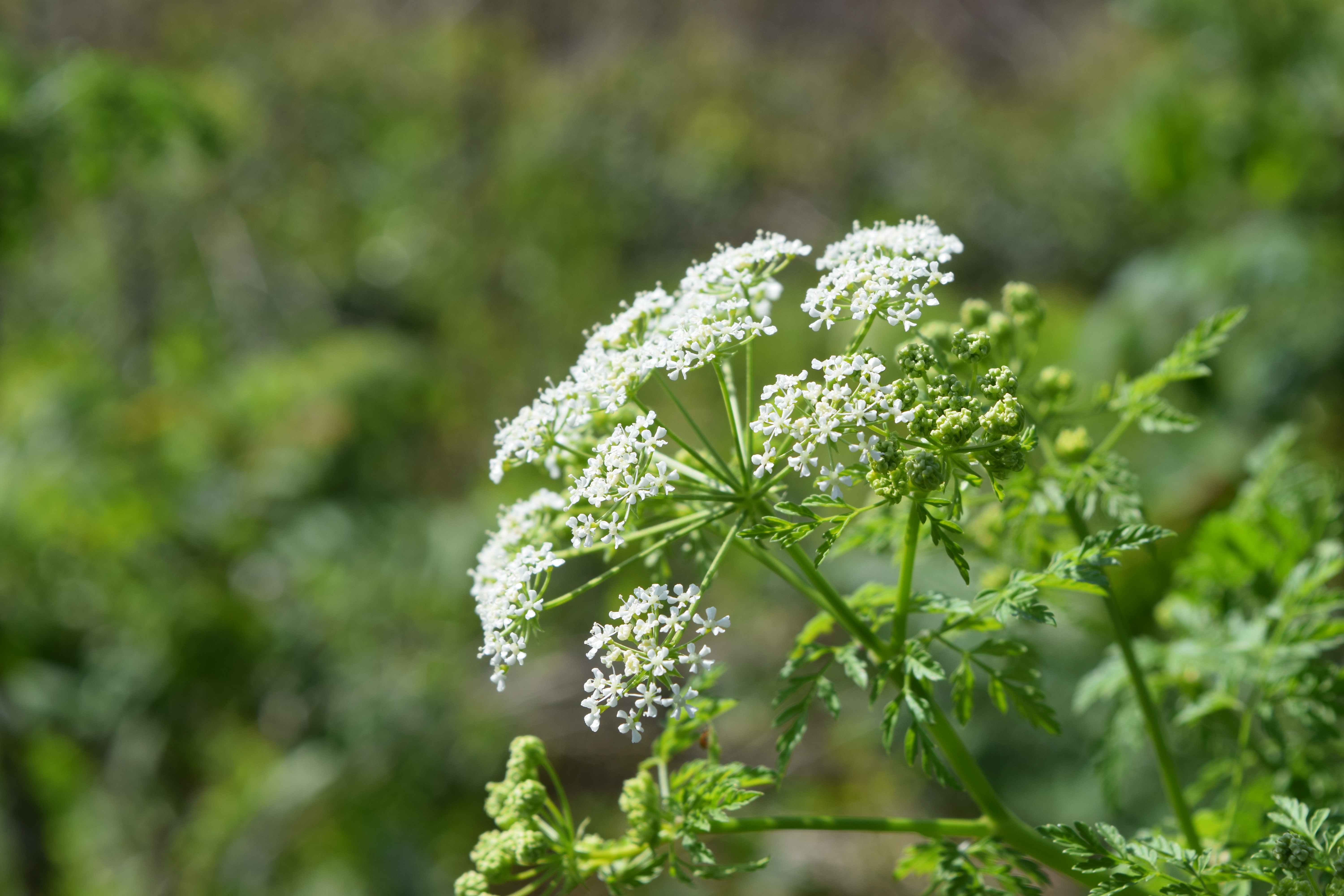 Poisonous Alaskan Plants: What You Need To Know