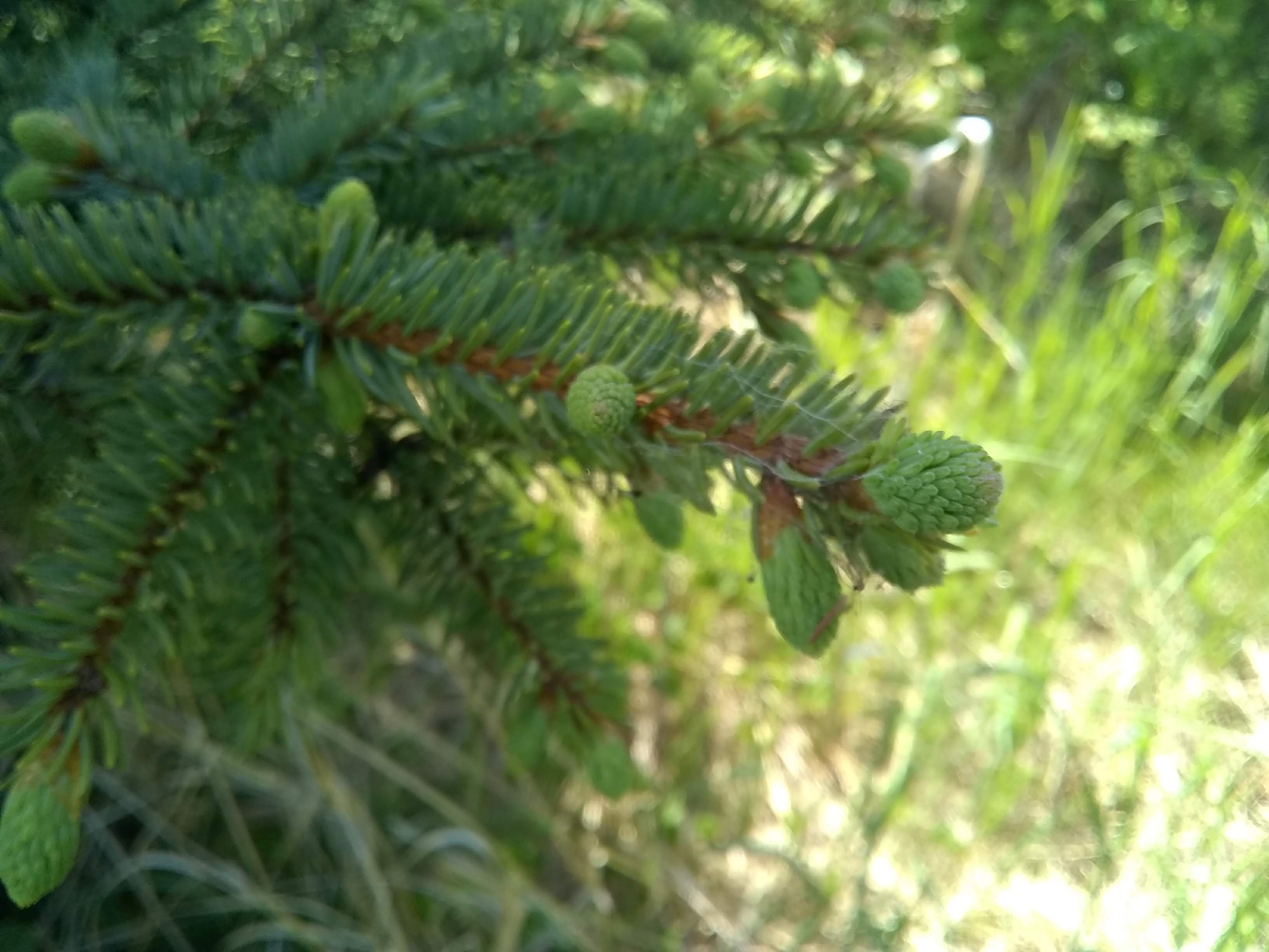 Spruce, a type of pine