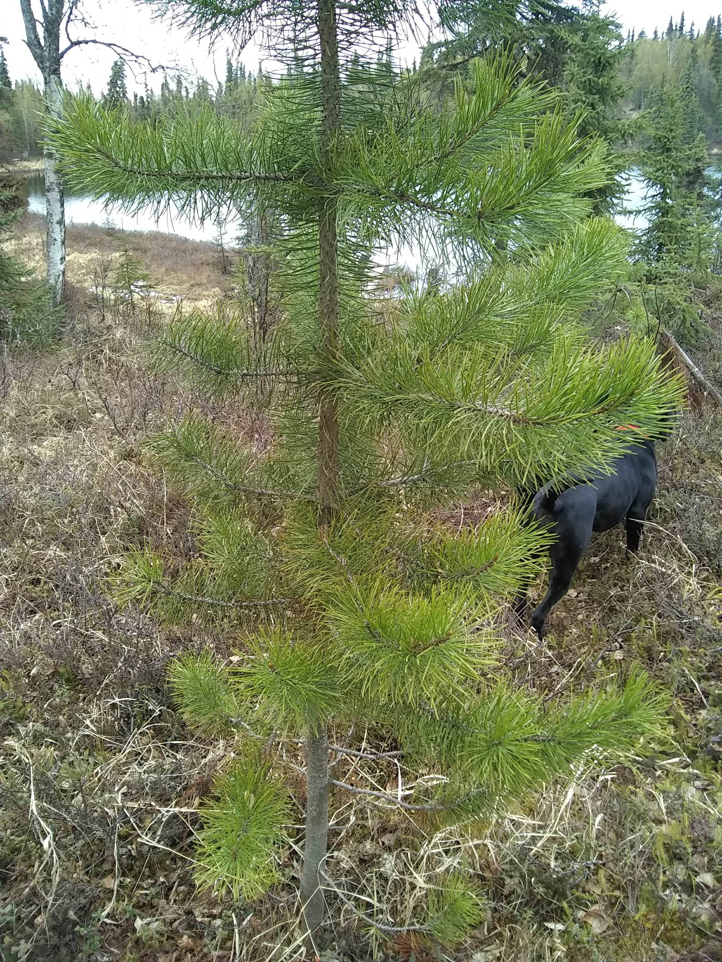 Pine tree of Alaska