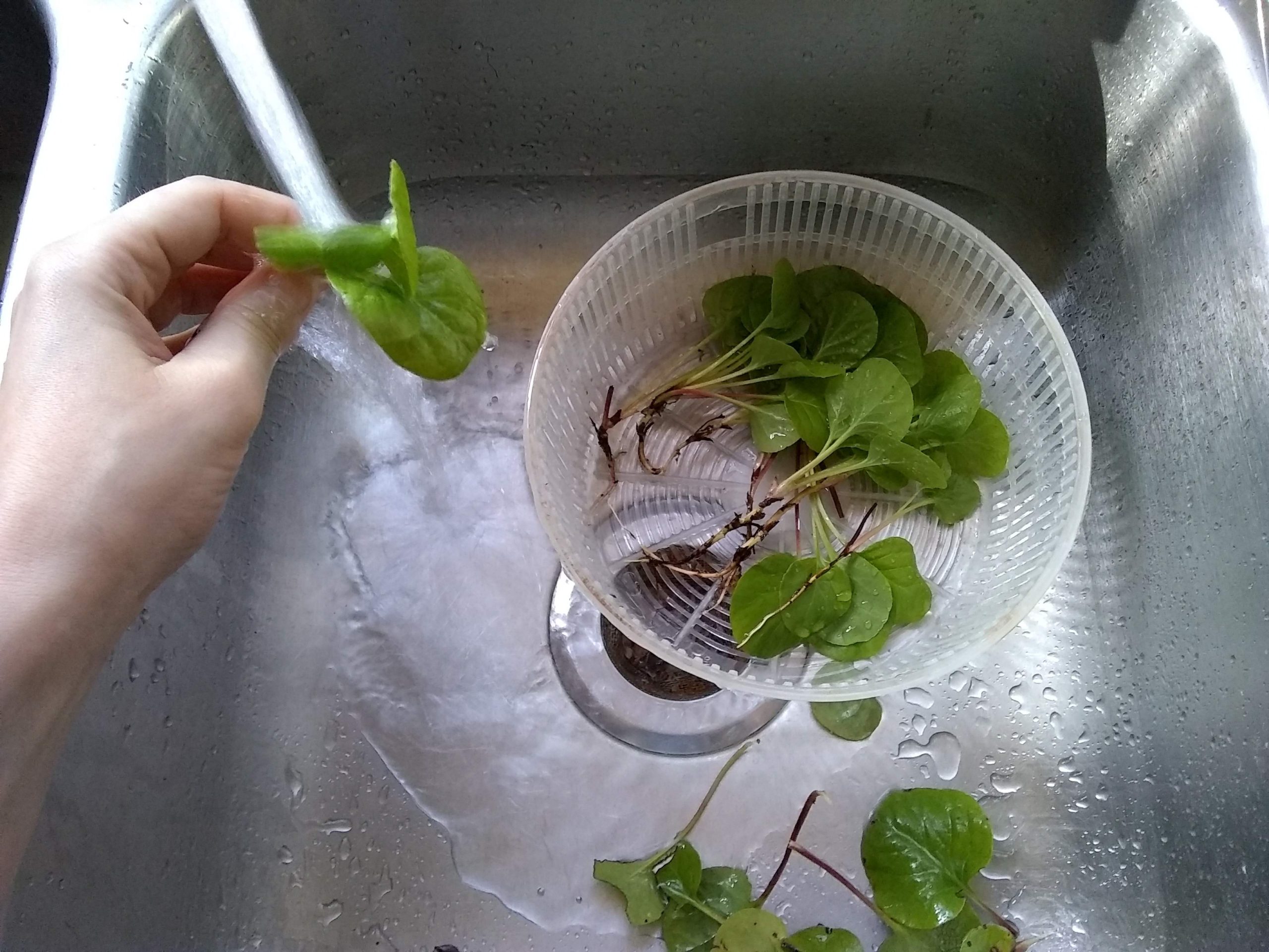 Washing Herbs in cold water